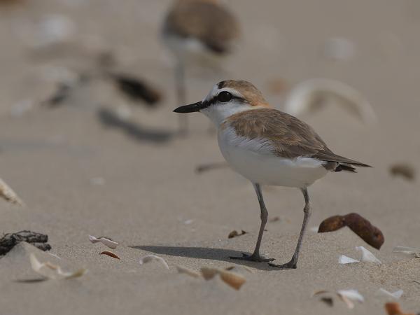 <h3><a href="/trips/gambia/biota/animalia/chordata/aves/024 charadriiformes/009 charadriidae/charadrius marginatus/charadrius marginatus-nl.html">Charadrius&nbsp;marginatus</a> / White‑fronted&nbsp;plover / Vale&nbsp;strandplevier</h3>OM-1 Mark II met OLYMPUS M.150-400mm F4.5, 1/3200 sec  bij F5.6, ISO 200, afstand 10.7&nbsp;m